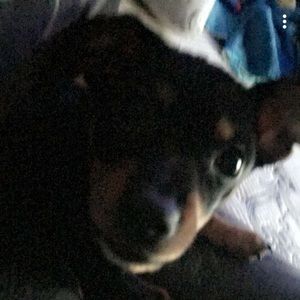 Meet your Posher, Gilbert